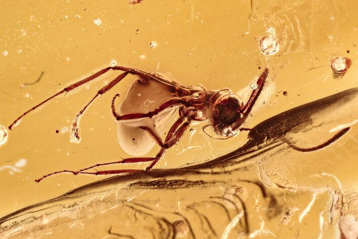 Fossil Ant (Formicidae) In Baltic Amber #278764